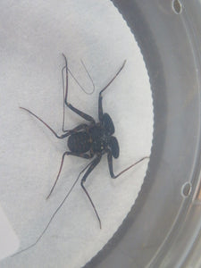 Central American Tailless Whip Scorpion