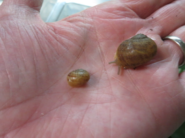 Land Snail in Habitat