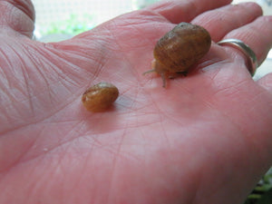 Land Snail in Habitat