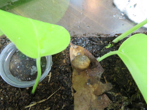 Land Snail in Habitat