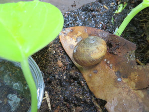 Land Snail in Habitat