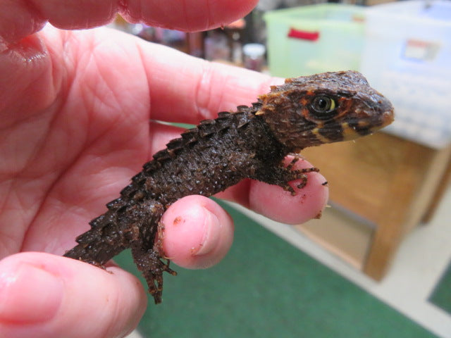 White Eyed Crocodile Skink