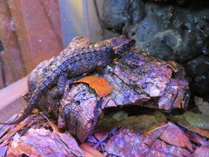 White Eyed Crocodile Skink