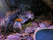 Load image into Gallery viewer, White Eyed Crocodile Skink
