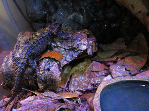 White Eyed Crocodile Skink