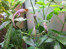 Load image into Gallery viewer, Panther Chameleon
