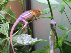 Panther Chameleon