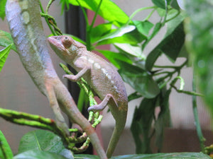 Panther Chameleon