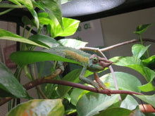 Load image into Gallery viewer, Rainbow Jackson&#39;s Chameleon Male
