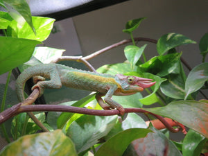 Rainbow Jackson's Chameleon Male