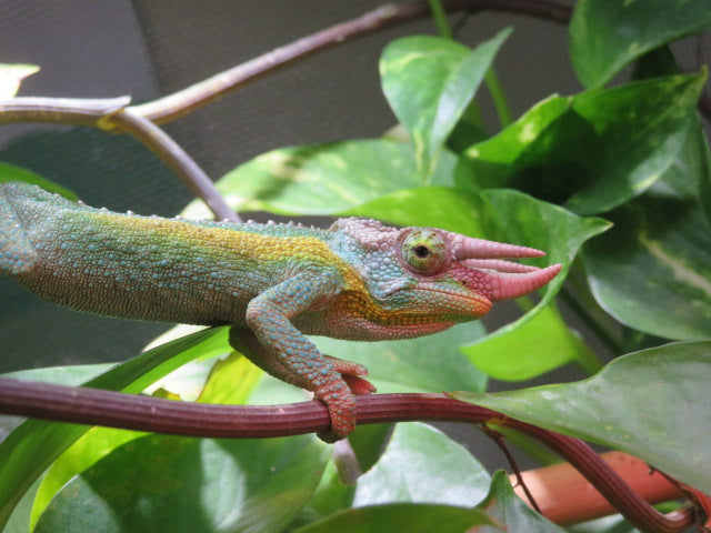 Rainbow Jackson's Chameleon Male