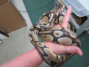 Ball Python Rehome "Steve"