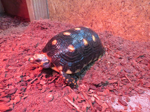 Red Foot Tortoise 8" Juvenile