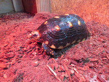 Load image into Gallery viewer, Red Foot Tortoise 8&quot; Juvenile
