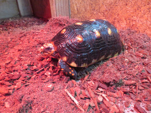 Red Foot Tortoise 8" Juvenile