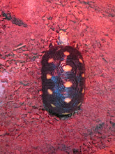 Load image into Gallery viewer, Red Foot Tortoise 8&quot; Juvenile
