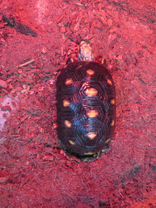 Red Foot Tortoise 8" Juvenile