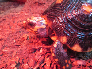 Red Foot Tortoise 8" Juvenile