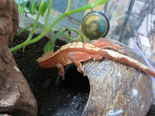 Load image into Gallery viewer, Red Crested Gecko juvenile
