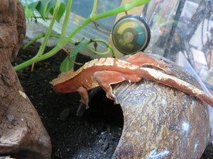 Red Crested Gecko juvenile