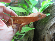 Load image into Gallery viewer, Red Crested Gecko juvenile
