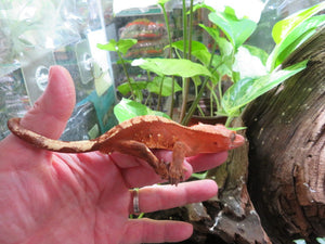 Red Crested Gecko juvenile