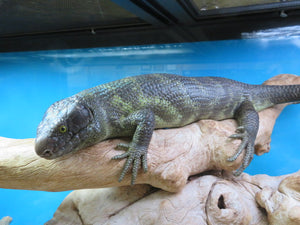 Monkey-tailed Skink Juvenile Male