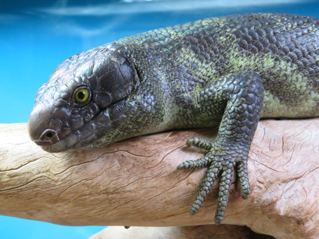 Monkey-tailed Skink Juvenile Male