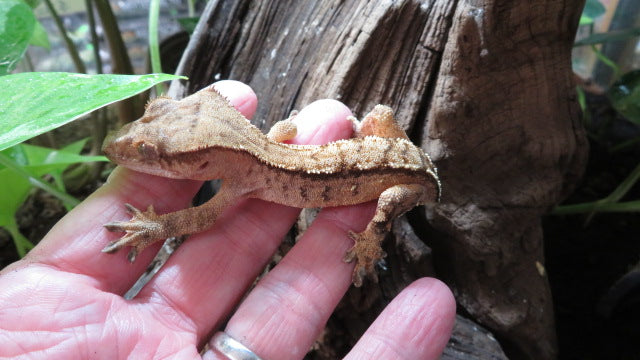 Crested Gecko light base red