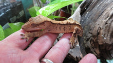 Load image into Gallery viewer, Crested Gecko light base red
