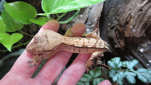 Crested Gecko light base red