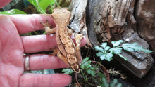 Load image into Gallery viewer, Crested Gecko light base red
