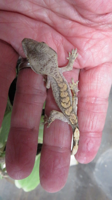 Crested Geckos babies