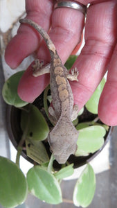 Crested Geckos babies