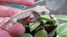 Load image into Gallery viewer, Crested Geckos babies
