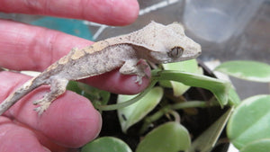 Crested Geckos babies