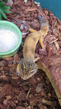 Load image into Gallery viewer, Leopard Gecko Rehome Adult Female Annie
