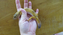 Load image into Gallery viewer, Leopard Gecko Rehome Adult Female Annie
