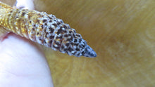 Load image into Gallery viewer, Leopard Gecko Rehome Adult Female Annie
