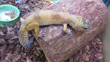 Load image into Gallery viewer, Leopard Gecko Rehome Adult Female Annie
