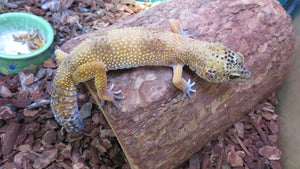 Leopard Gecko Rehome Adult Female Annie