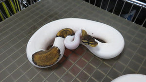 Black Pastel Piebald Ball Python Pair