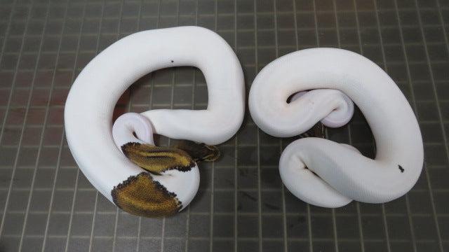 Black Pastel Piebald Ball Python Pair