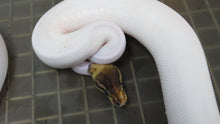 Load image into Gallery viewer, Black Pastel Piebald Ball Python Pair
