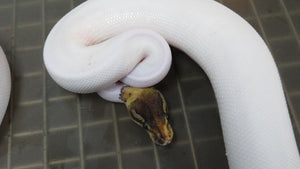 Black Pastel Piebald Ball Python Pair