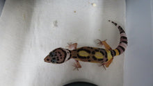 Load image into Gallery viewer, Leopard Gecko Babies
