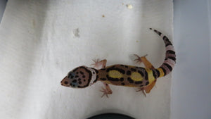 Leopard Gecko Babies