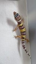 Load image into Gallery viewer, Leopard Gecko Babies
