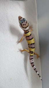 Leopard Gecko Babies