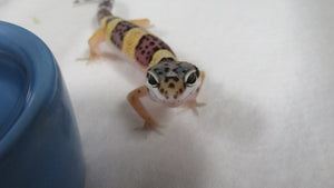 Leopard Gecko Babies